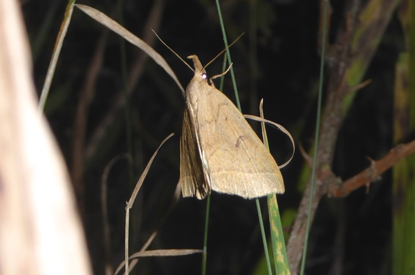 Herminia flavicrinalis, Erebidae